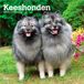 Keeshonden BrownTrout Publishers Keeshonden - Wolfsspitz 2027 - 16-Monatskalender