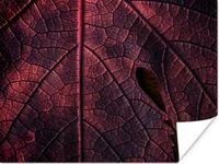PosterMonkey Poster Abstract - Rood - Bladeren - Plant - 160x120 cm XXL