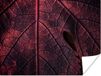PosterMonkey Poster Abstract - Rood - Bladeren - Plant - 160x120 cm XXL