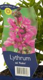 Griffioen Lythrum sal. Robin vaste plant