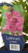Griffioen Lythrum sal. Robin vaste plant
