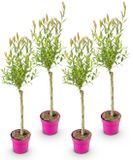 Green boutiQ - 4x Salix Flamingo - Flamingo wilg - Bont Roze - Boom - Ø17cm - 70-80cm