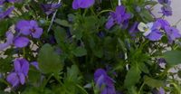 Warentuin Natuurlijk Bosviolen blauw