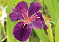 Moerings Iris black Gamecock P9