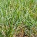 Arborix 6 x Sesleria Caerulea - Blauwgras - pot 9 x 9 cm - Delicaat Blauw Siergras met veelzijdige Aantrekkingskracht