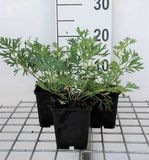 Wildemanskruid 6x Pulsatilla vulgaris | 9x9 cm pot