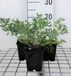 GRDplanten Wildemanskruid 6x Pulsatilla vulgaris | 9x9 cm pot