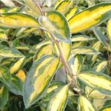 Arborix Elaeagnus Olijfwilg 'Limelight' 30-40 cm