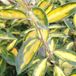 Arborix Elaeagnus Olijfwilg 'Limelight' 30-40 cm