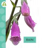 Rain Libri GmbH Rain Paperback