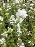GRDplanten Groendecor Tuinarchitectuur 6x Klokje - Campanula glomerata 'Alba' | 9x9 cm pot