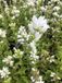 GRDplanten Groendecor Tuinarchitectuur 6x Klokje - Campanula glomerata 'Alba' | 9x9 cm pot