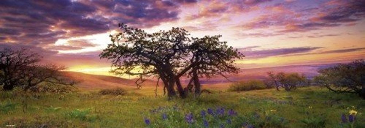 Heye Puzzel - Oak Tree