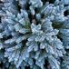 Arborix Juniperus Squamata 'Blue Star' - Jeneverbes 15-20 cm in pot