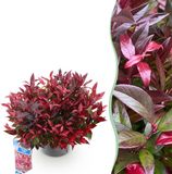 Green boutiQ - Leucothoe Zeblid - Rood - Tuinplant - Groenblijvend - Weinig Onderhoud - Pot 17cm - Hoogte 35-45cm
