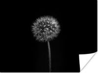PosterMonkey Poster Paardenbloem - Zwart - Bloemen - Botanisch - 120x90 cm