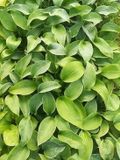 GRDplanten Groendecor Tuinarchitectuur 6x Hartlelie - Hosta hybr. 'Big Mama' | 9x9 cm pot