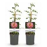 Green boutiQ Klimroos - Rosa Salmon Queen - Licht roze - Weinig onderhoud - 2 planten