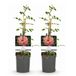 Green boutiQ Klimroos - Rosa Salmon Queen - Licht roze - Weinig onderhoud - 2 planten