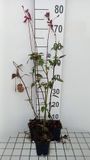 GRDplanten Groendecor Tuinarchitectuur 6x Salie - Salvia 'Wendy's Wish' | 9x9 cm pot