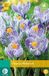 jub Pickwick Crocus Pickwick bloembollen 10 bollen Krokus JUB