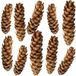 matches21 HOME & HOBBY Große Kiefernzapfen Streudeko Weiß 10 Stück (10-15 cm)