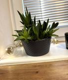 Kimmel Plantenbakken bloemenkom 12 cm grijs 3 stuks steekschalen voor tafeldecoratie