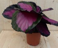Warentuin natuurlijk - Calathea Crimson Pauwenplant Klein