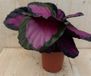 Warentuin natuurlijk - Calathea Crimson Pauwenplant Klein