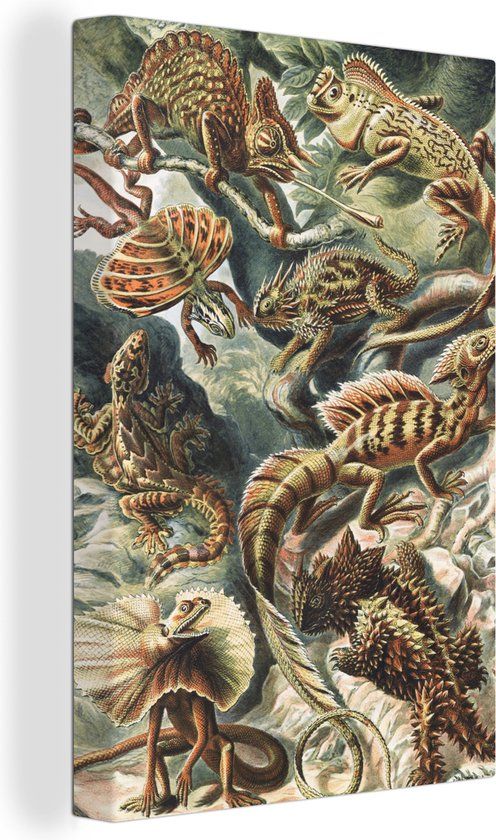 OneMillionCanvasses Canvas schilderij - Ernst Haeckel Salamander Kameleon - 120x180 cm