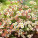 Arborix Erigeron Karvinskianus - Fijnstraal plant 6 stuks
