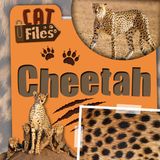 Cheetah Kidhaven Publishing Cat Files- Cheetah Hardcover