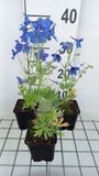 GRDplanten Groendecor Tuinarchitectuur 6x Ridderspoor - Delphinium grand. 'Blauer Zwerg' | 9x9 cm pot
