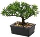 Ibenzoa® Plante de bonsaï artistique dans un pot en céramique noire pour une décoration élégante