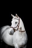 Horseware Micklem Multi Bridle 2.0 Bruin