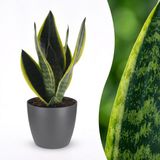 Plantenboetiek.nl Sansevieria Future Superb - Vrouwentong - met Potter Grijs - Ø12cm - 25-35cm hoog