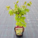 Plantenwinkel.nl Japanse esdoorn Burgundy Jewel heester