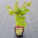 Plantenwinkel.nl Japanse esdoorn Burgundy Jewel heester