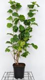 Groendecor Tuinarchitectuur Noisetier à feuilles rouges - Corylus hybr. 'Lombardii' | 60-80 C