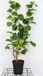 GRDplanten Groendecor Tuinarchitectuur Roodbladige hazelaar - Corylus hybr. 'Lombardii' | 60-80 C