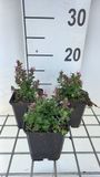 Groendecor Tuinarchitectuur 6x Germander - Teucrium cham. 'Nanum' | pot de 9x9 cm