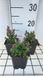 GRDplanten Groendecor Tuinarchitectuur 6x Gamander - Teucrium cham. 'Nanum' | 9x9 cm pot