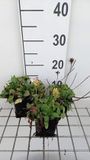 GRDplanten Brunel 6x Prunella grand. 'Alba' | 9x9 cm pot
