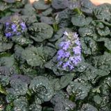 Ajuga pyramidalis 'Metallica Crispa' - 6 x zenegroen kruipend pot 9x9 cm