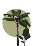 Komar Botanische Garden Palmboom Muurfoto - 50 x 70 cm