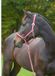 Kerbl Covalliero Halster Hippo Bordeaux/Beige Pony