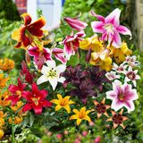 Merkloos / Sans marque Dutch Bulbs B.V. Lelie Bloembollen Winterhard - Lilium Budget Mix - 30 stuks - Meerkleurig