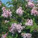 Arborix Syringa microphylla 'Superba' - Sering 40-60 cm in pot