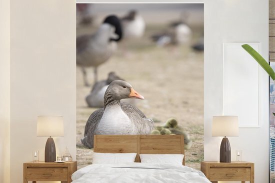 Nr1Wallpaper Behang - Fotobehang Gans - Familie - Kuiken - Breedte 180 cm x hoogte 280 cm