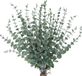 Unyqoos® Set van 30 Gedroogde Eucalyptus Stelen